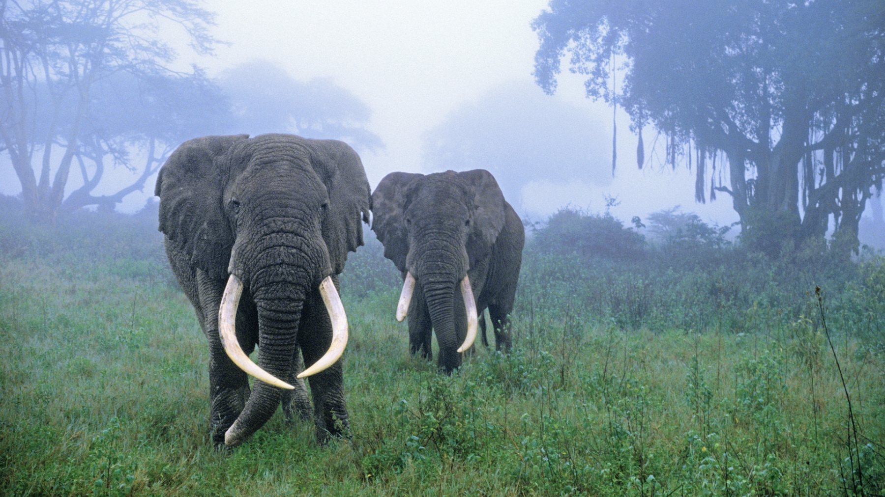 Safari en Tanzanie