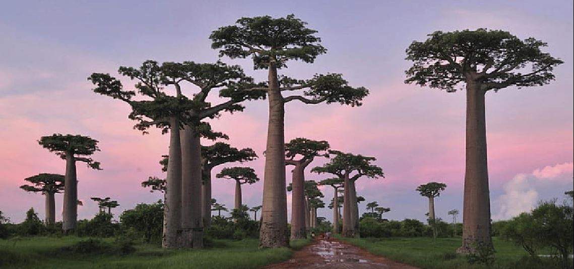 Madagascar
